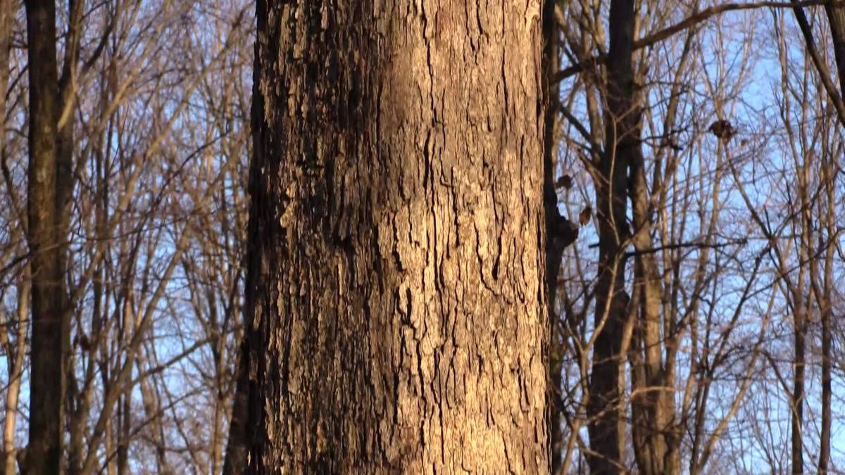 Oak Tree ID by their Bark